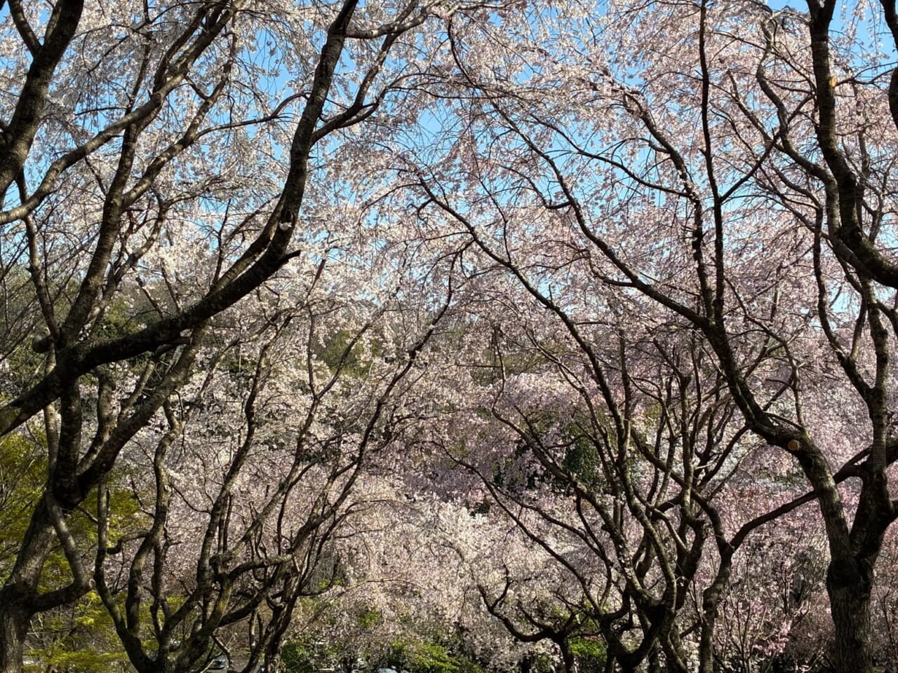 iPhone17eで撮影した写真