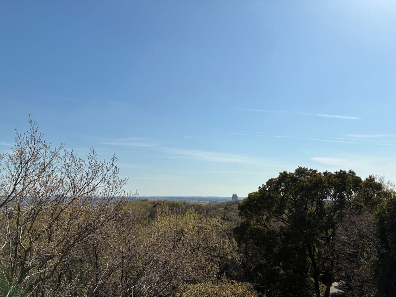 iPhone17eで撮影した写真