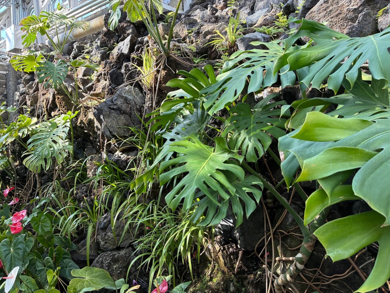 iPhone17eで撮影した写真