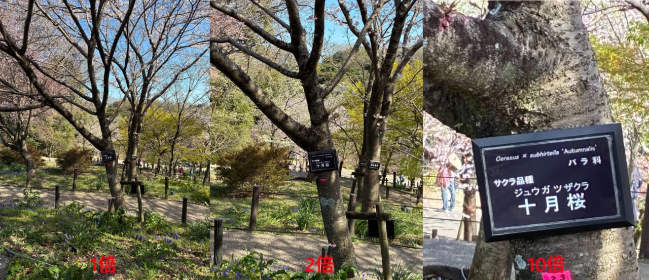 iPhone17eで撮影した写真