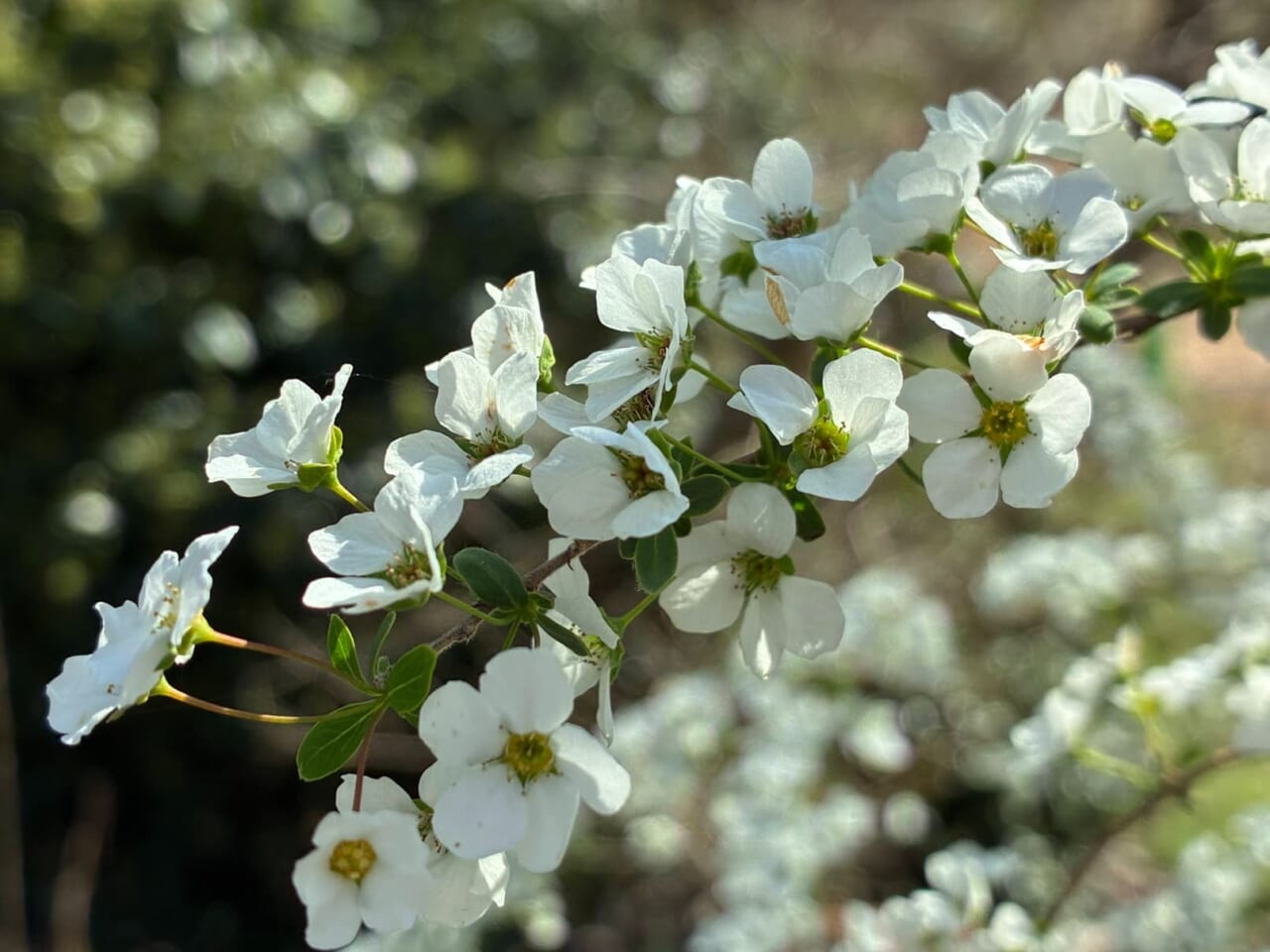 iPhone17eで撮影した写真