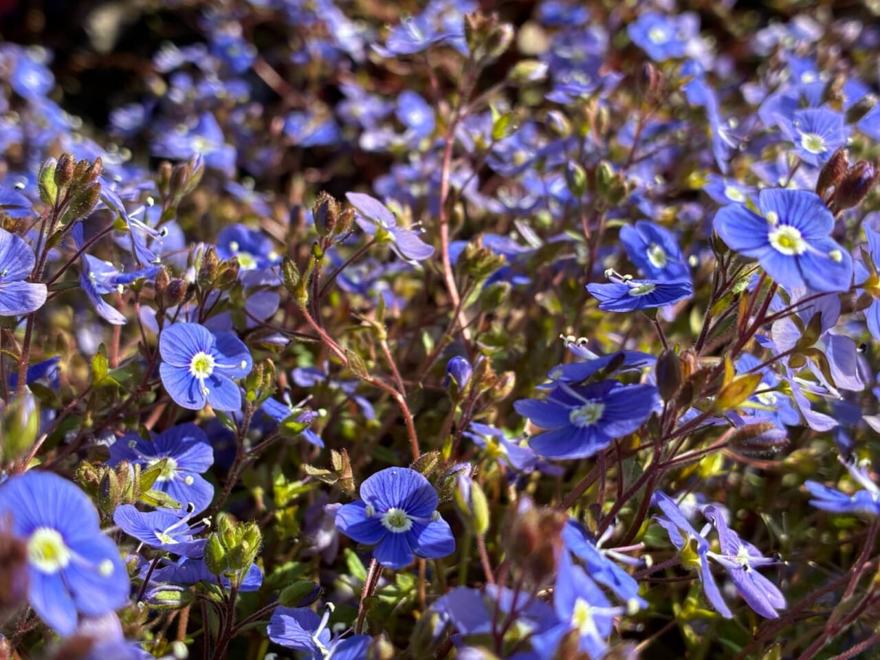 iPhone17eで撮影した写真