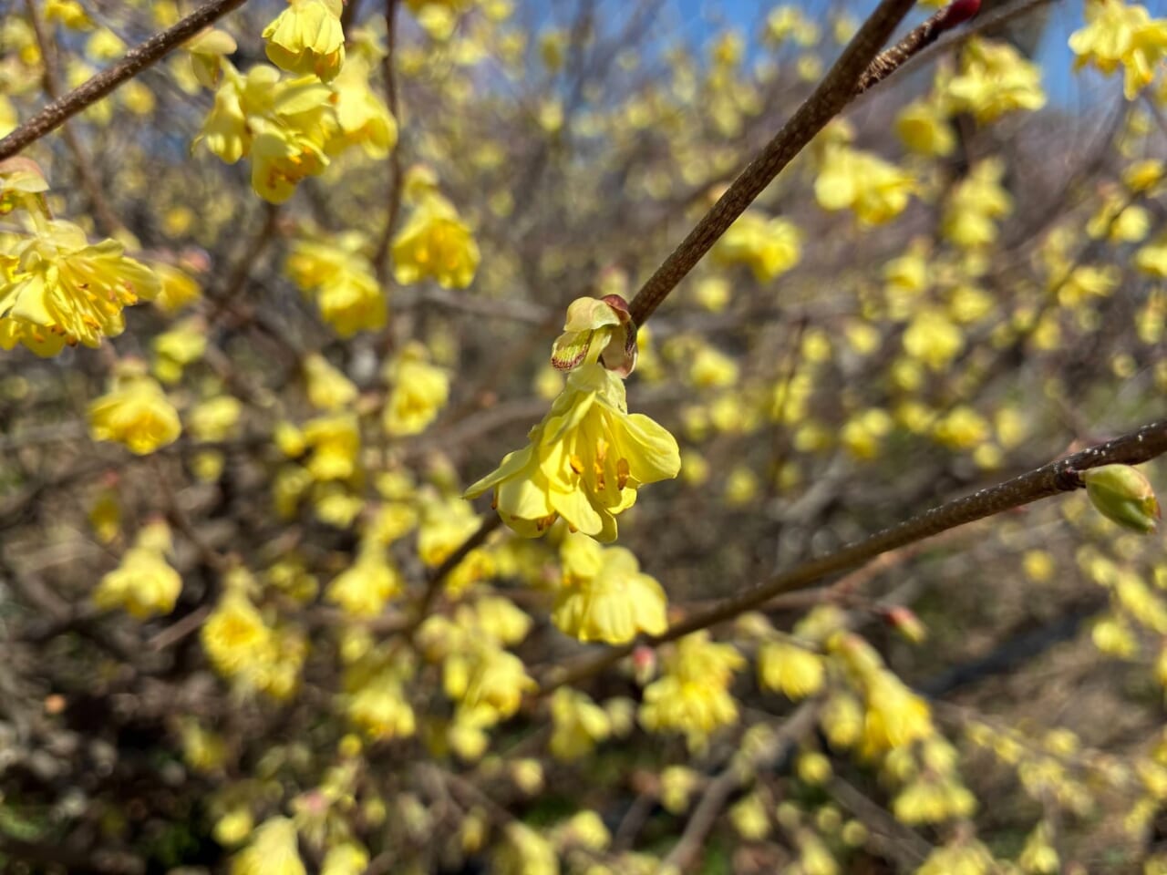 iPhone17eで撮影した写真