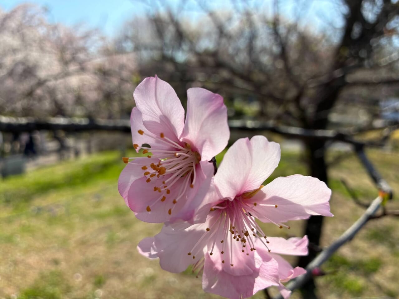 iPhone17eで撮影した写真