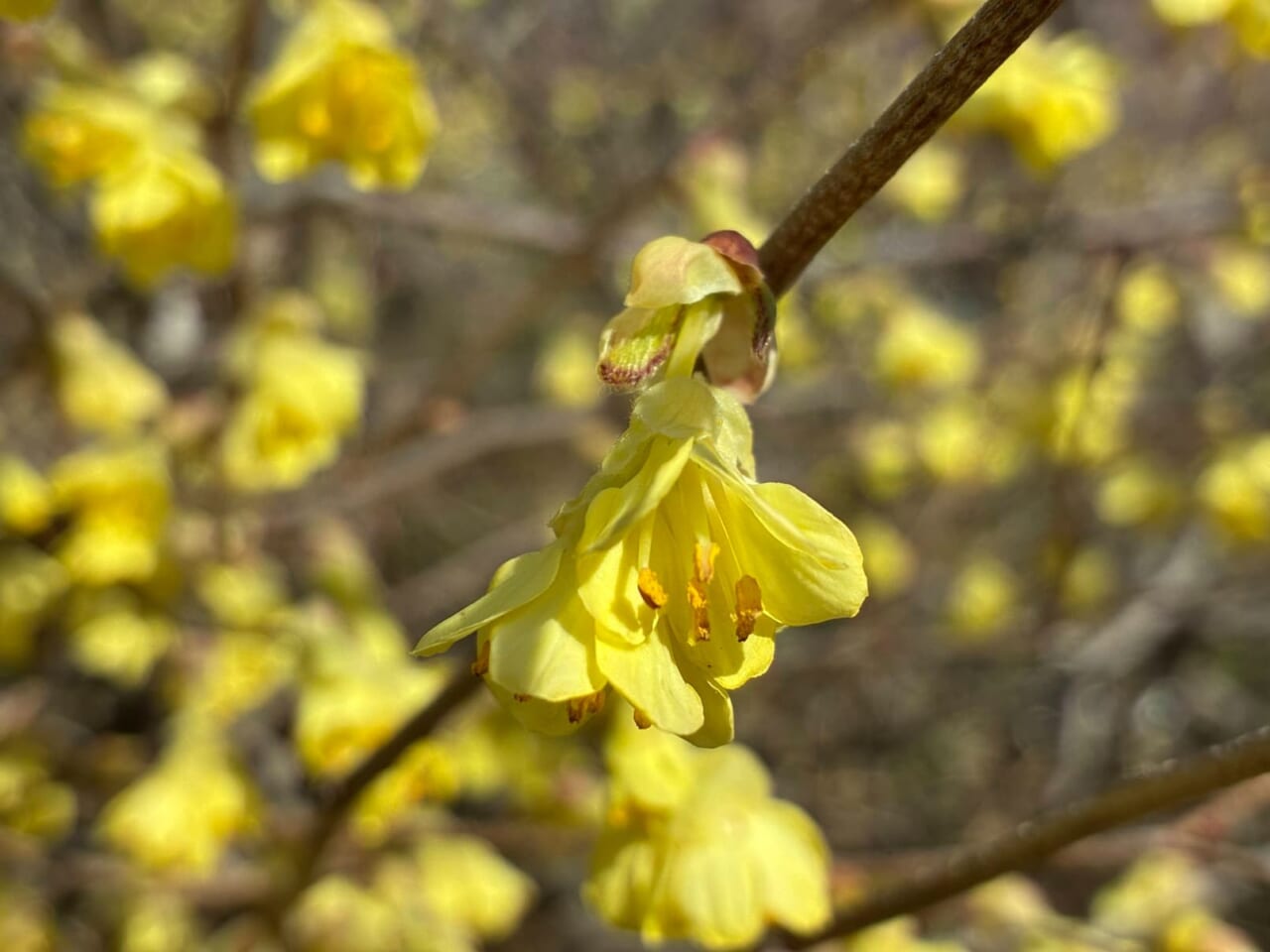 iPhone17eで撮影した写真