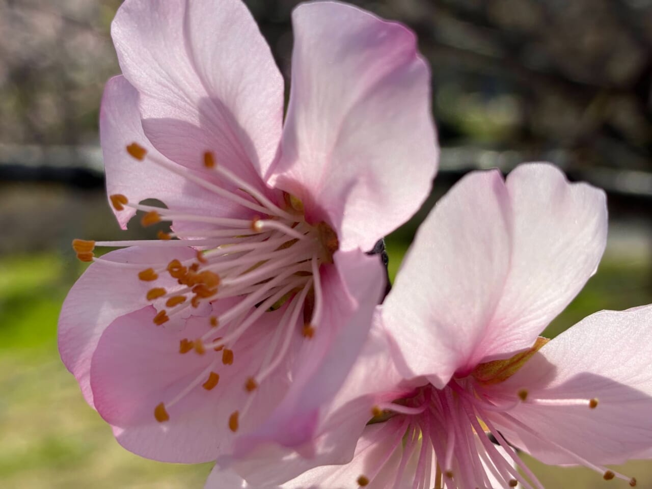 iPhone17eで撮影した写真